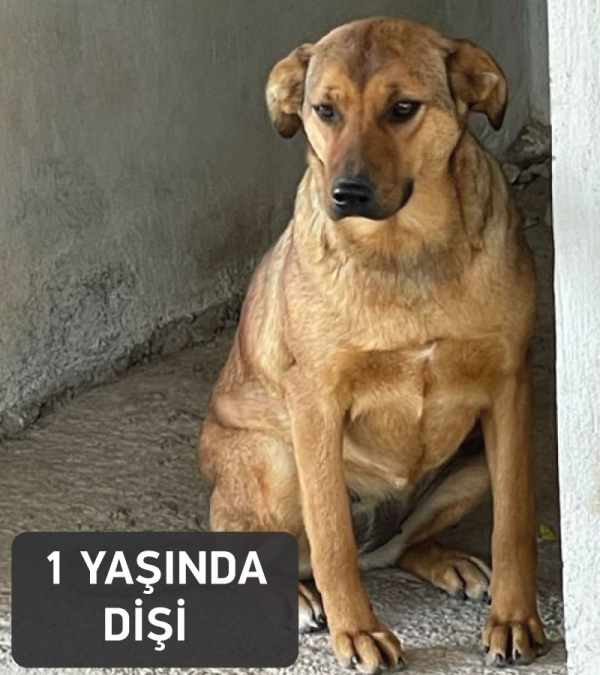 Nereye gitsin?