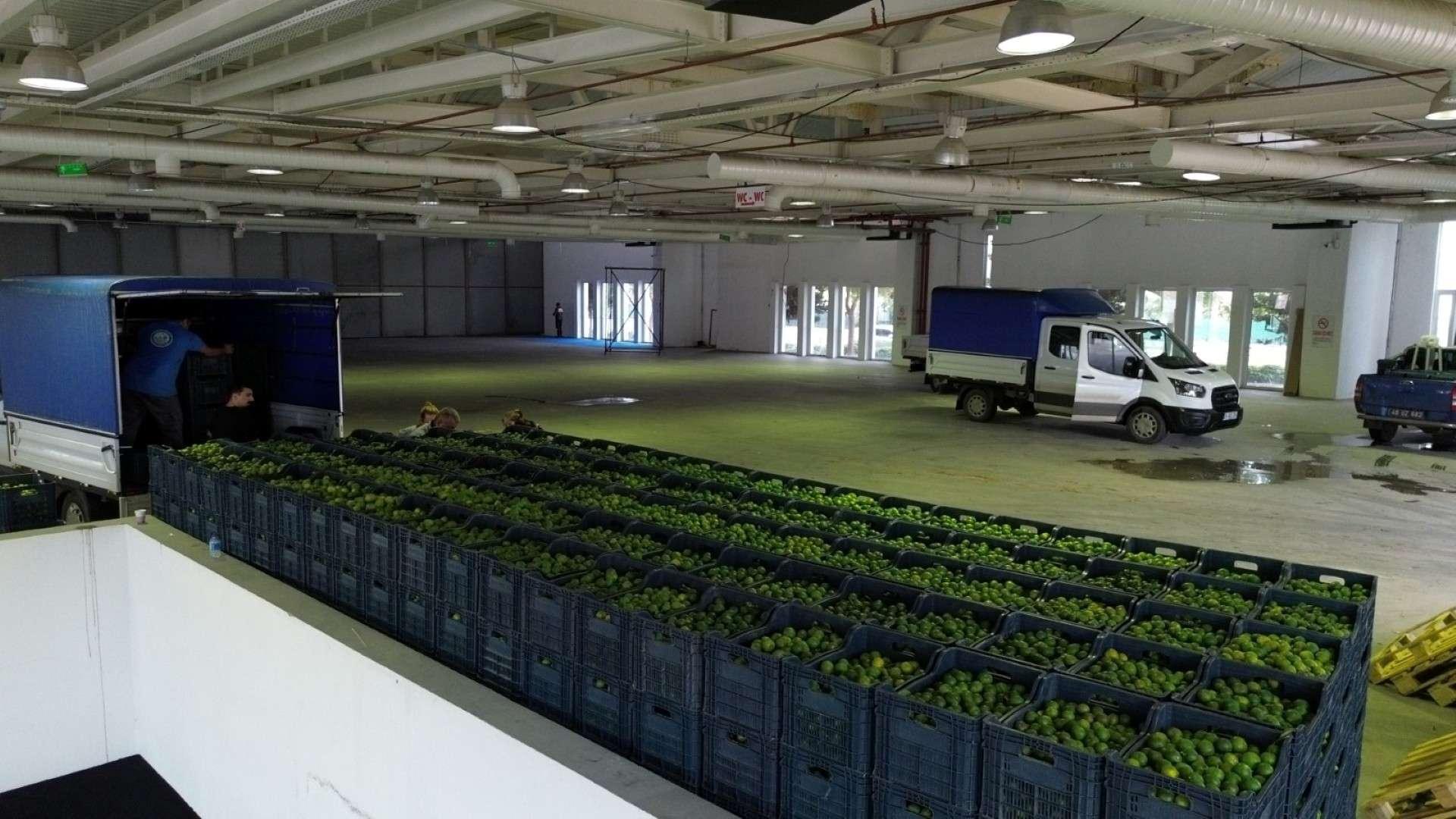 YEŞİL BODRUM MANDALİNİ’NE TEK SEFERDE 55 TONLUK SİPARİŞ