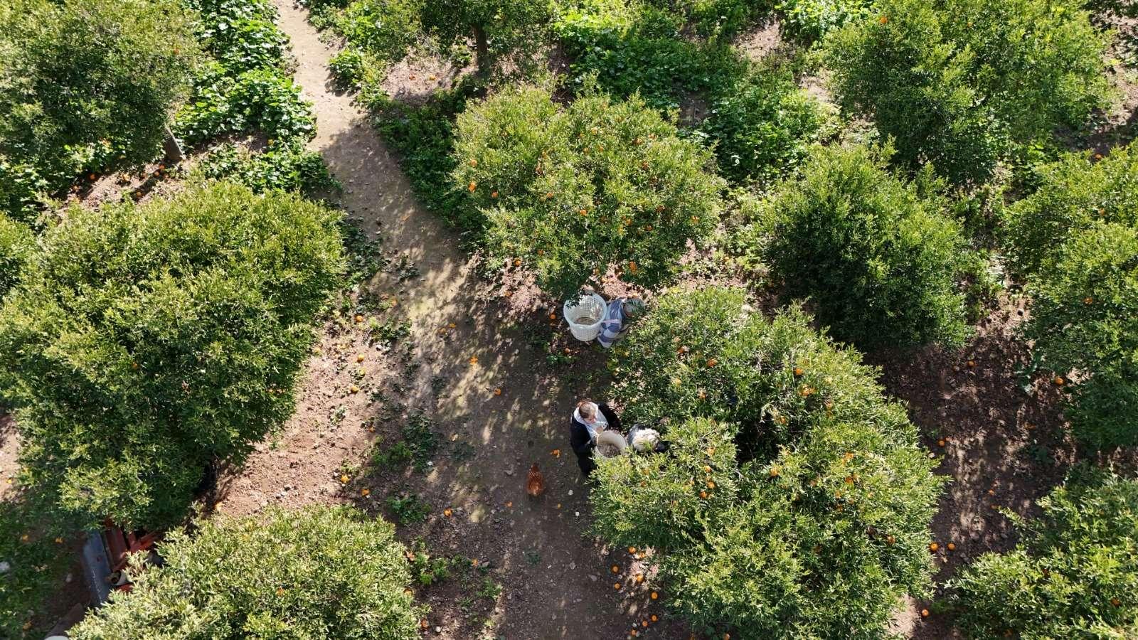 BODRUM MANDALİNİ TÜRKİYE’NİN DÖRT BİR YANINA ULAŞIYOR