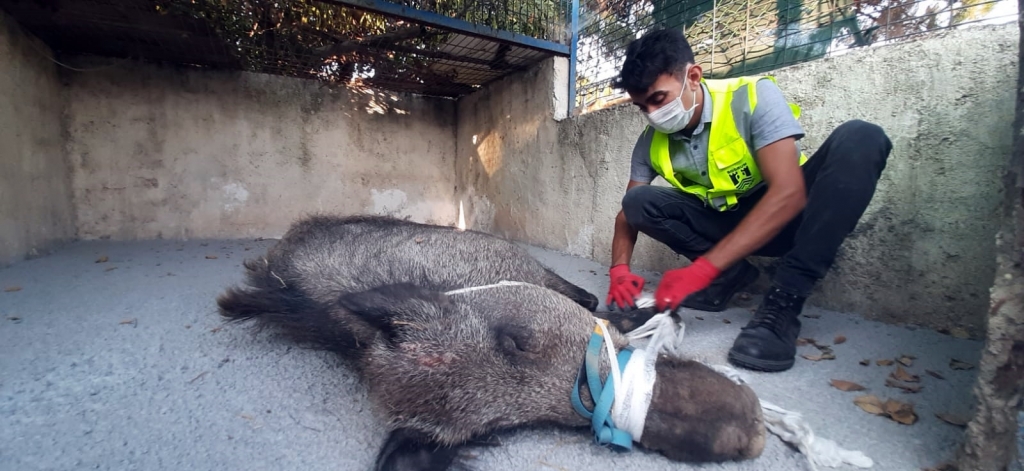 KAPANA YAKALANAN DOMUZ EKİPLER TARAFINDAN KURTARILDI