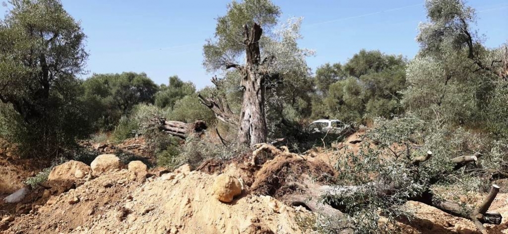 TERMİK SANTRAL ALANINDAN TOHUM MERKEZİ BAHÇESİNE