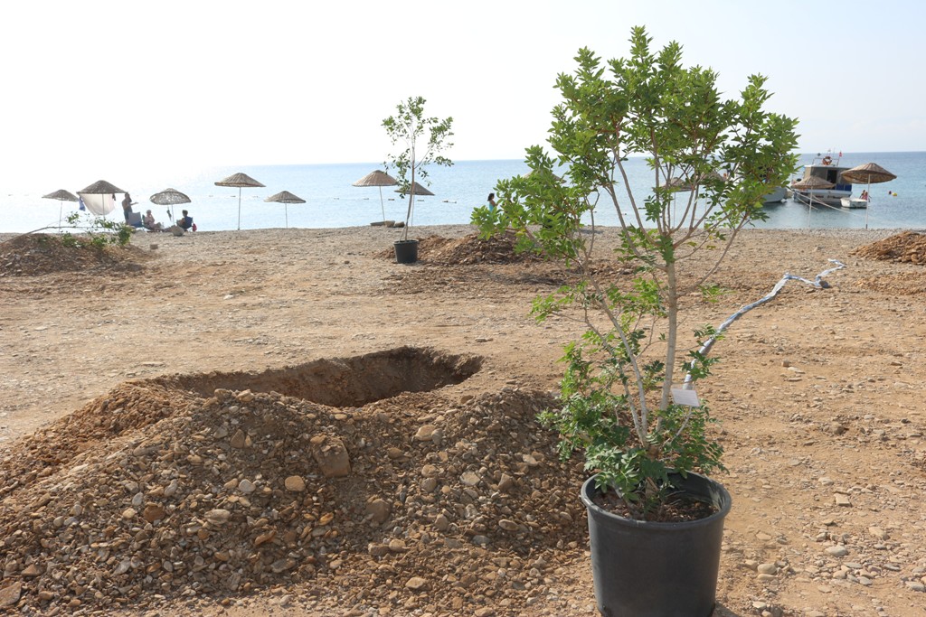 BODRUM’DA SAHİLLER AĞAÇLANDIRILIYOR