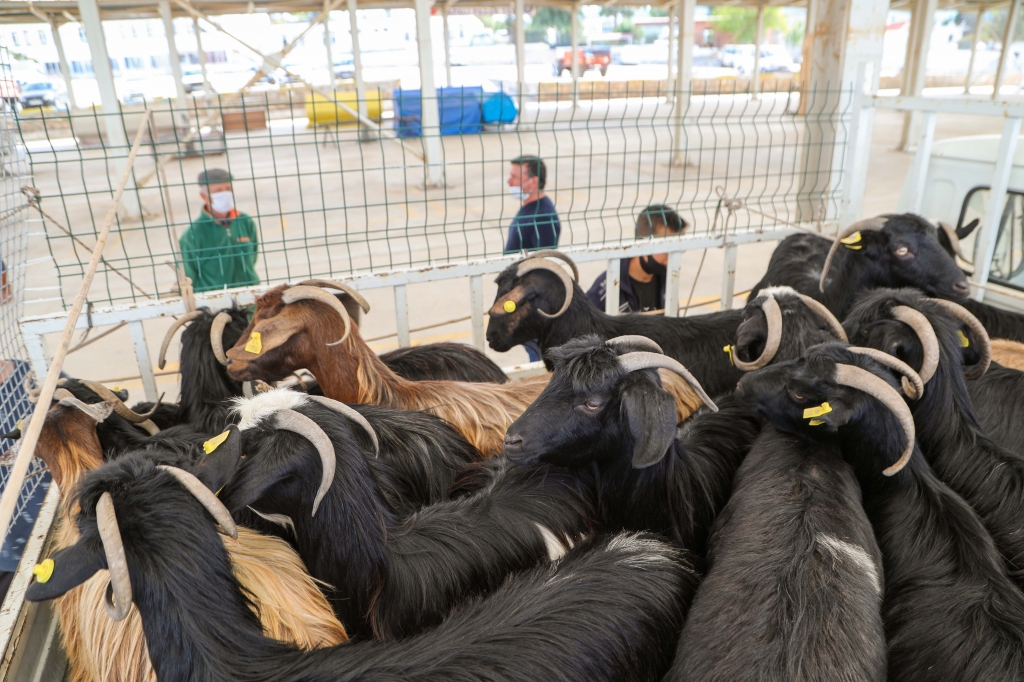 BODRUM BELEDİYESİ TARAFINDAN ÜRETİCİLERE 350 KIL KEÇİSİ HİBE EDİLDİ