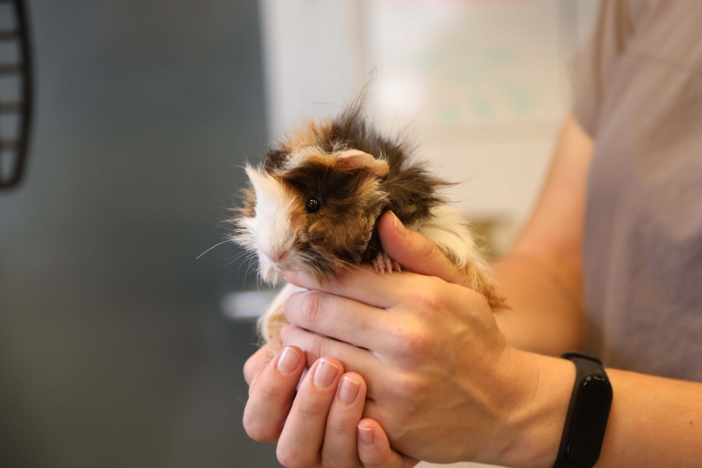 SEVİMLİ ‘GUINEA PİG’ SAHİPLENDİRİLMEYİ BEKLİYOR