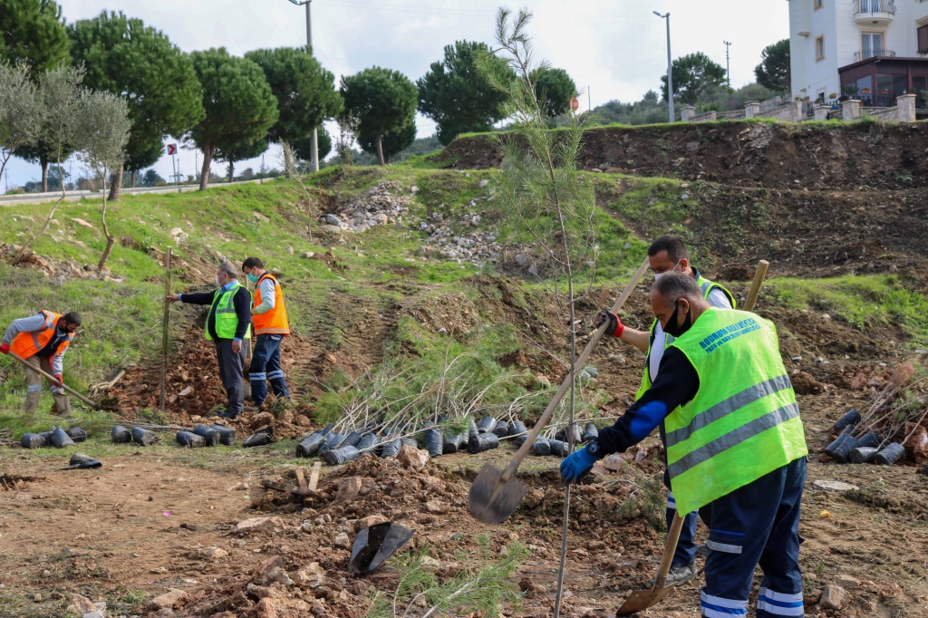 BODRUM BELEDİYESİ`NDEN FİDAN VE AĞAÇ DİKİMİ