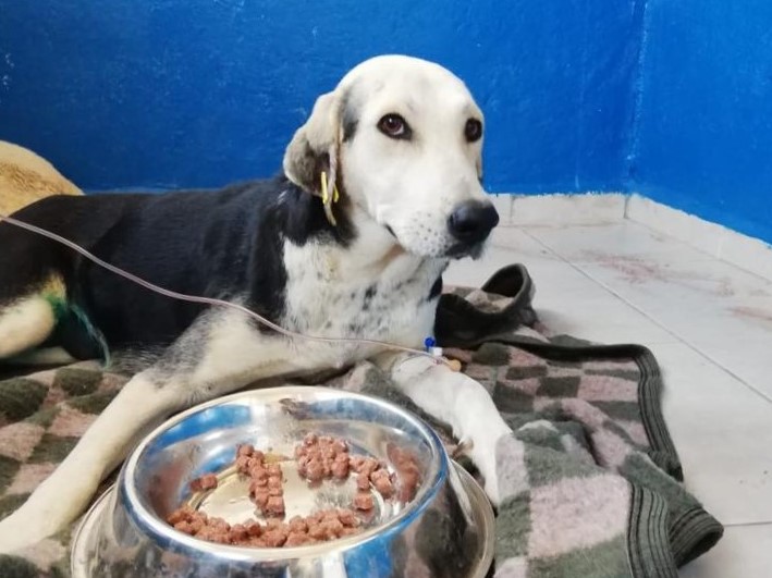 ARACIN ÇARPIP KAÇTIĞI HAMİLE KÖPEK KURTARILDI