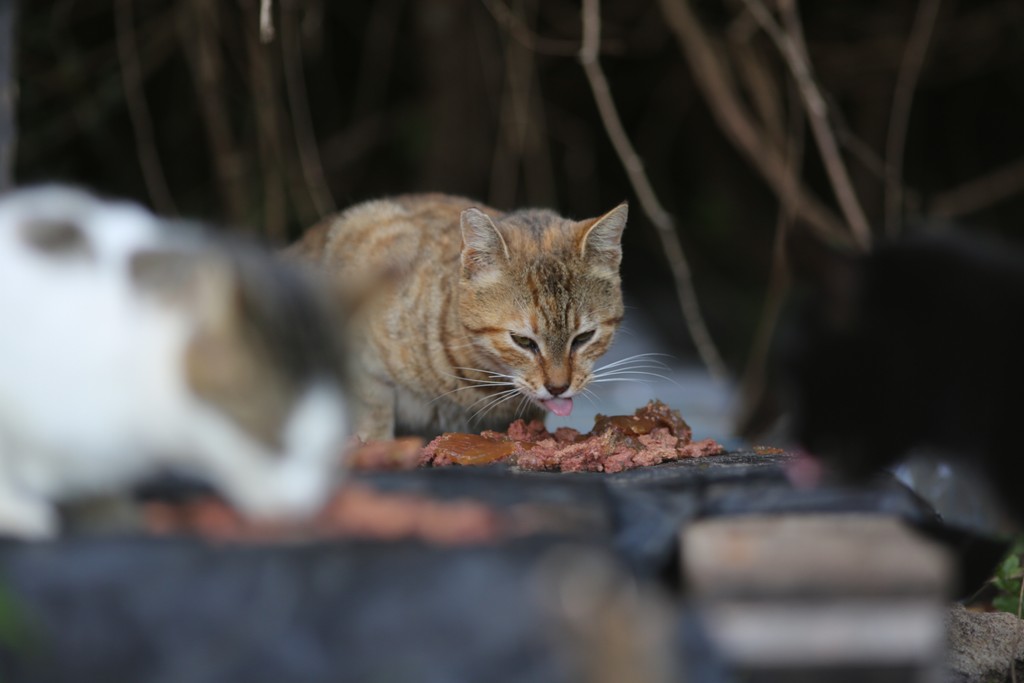 KEDİLER BESLENİP SAHİLDE TEMİZLİK ÇALIŞMASI YAPILDI