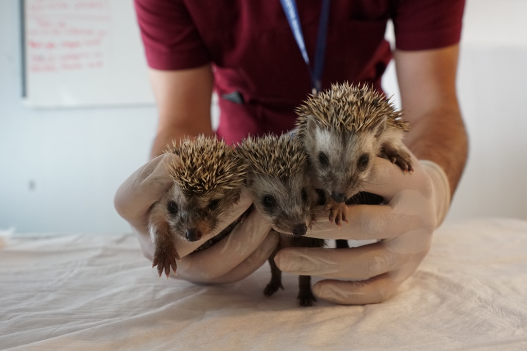 ANNESİZ KALAN 3 YAVRU KİRPİ, KORUMA ALTINA ALINDI