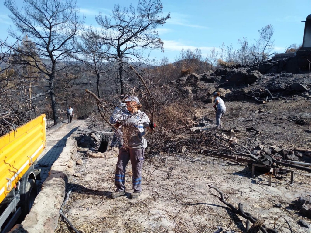 BODRUM BELEDİYESİ YANGIN SONRASI TEHLİKE OLUŞTURAN AĞAÇLARA MÜDAHALE ETTİ