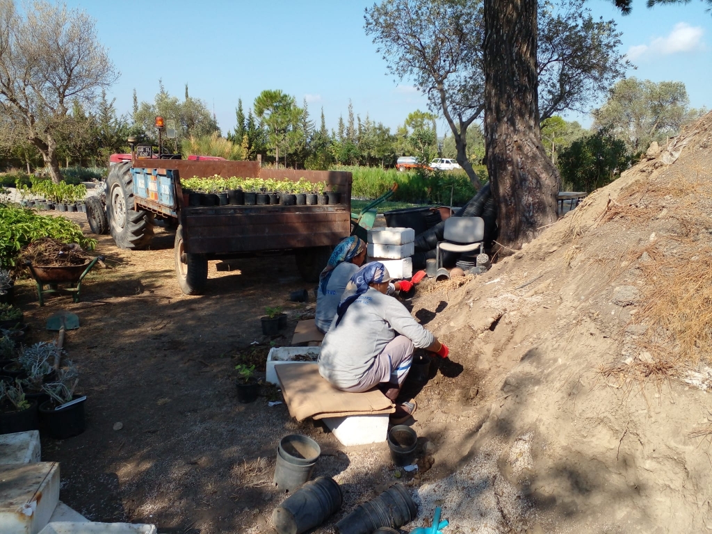 BELEDİYE, SERALARINDA YETİŞTİRDİĞİ BİTKİLERLE BODRUM’U GÜZELLEŞTİRİYOR