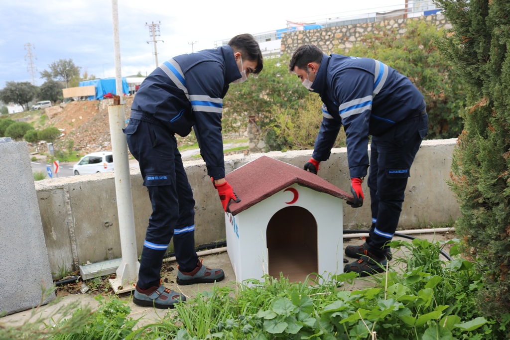 BODRUM BELEDİYESİ VE STK’LERDEN SOKAK HAYVANLARI İÇİN ORTAK PROJE