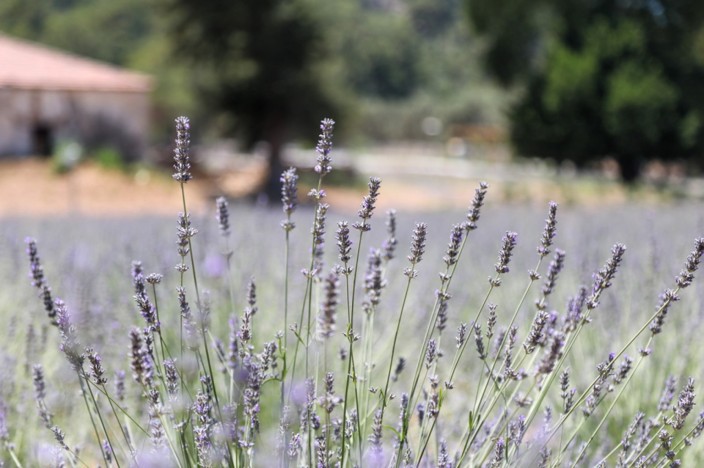KARAOVA’DA LAVANTA HASADI BAŞLADI