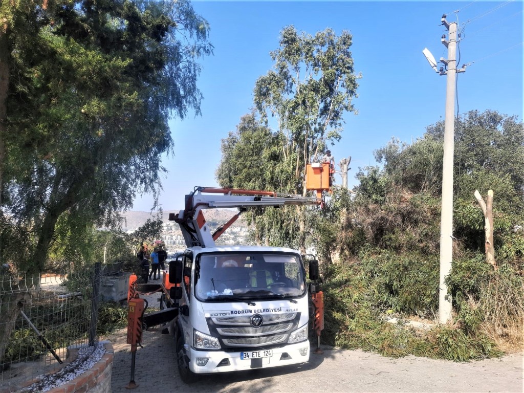 BODRUM BELEDİYESİ AĞAÇ BUDAMA ÇALIŞMALARI