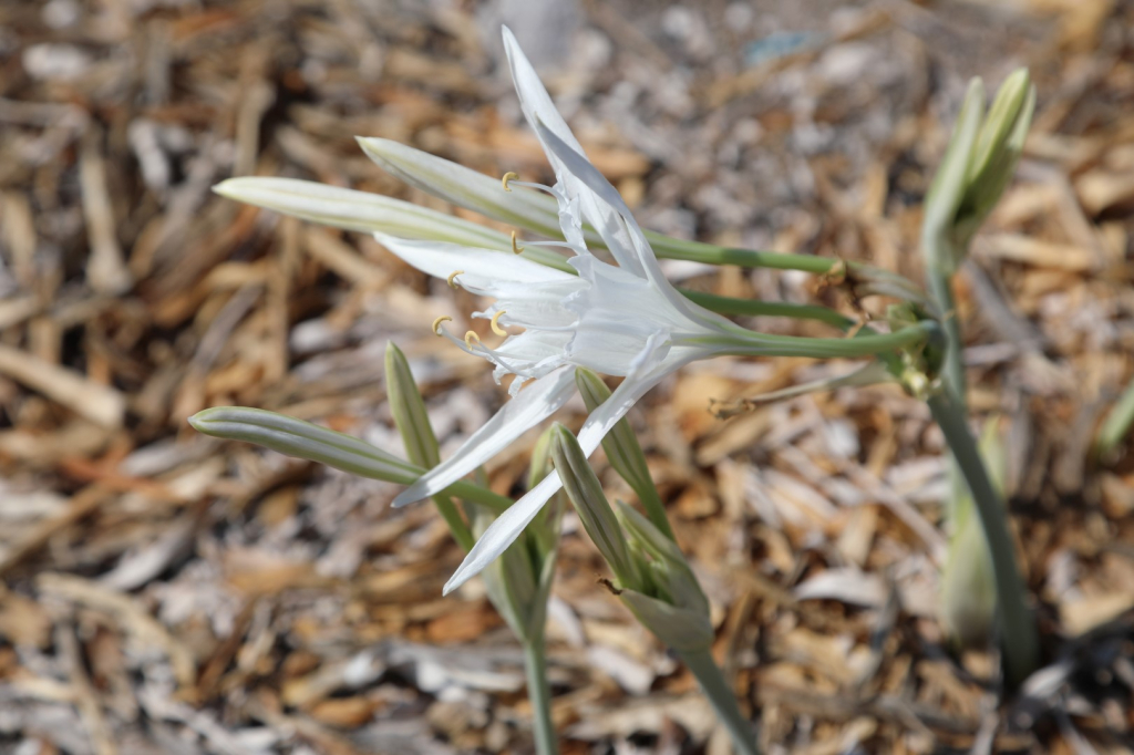 KUM ZAMBAĞI FARKINDALIK ETKİNLİĞİ