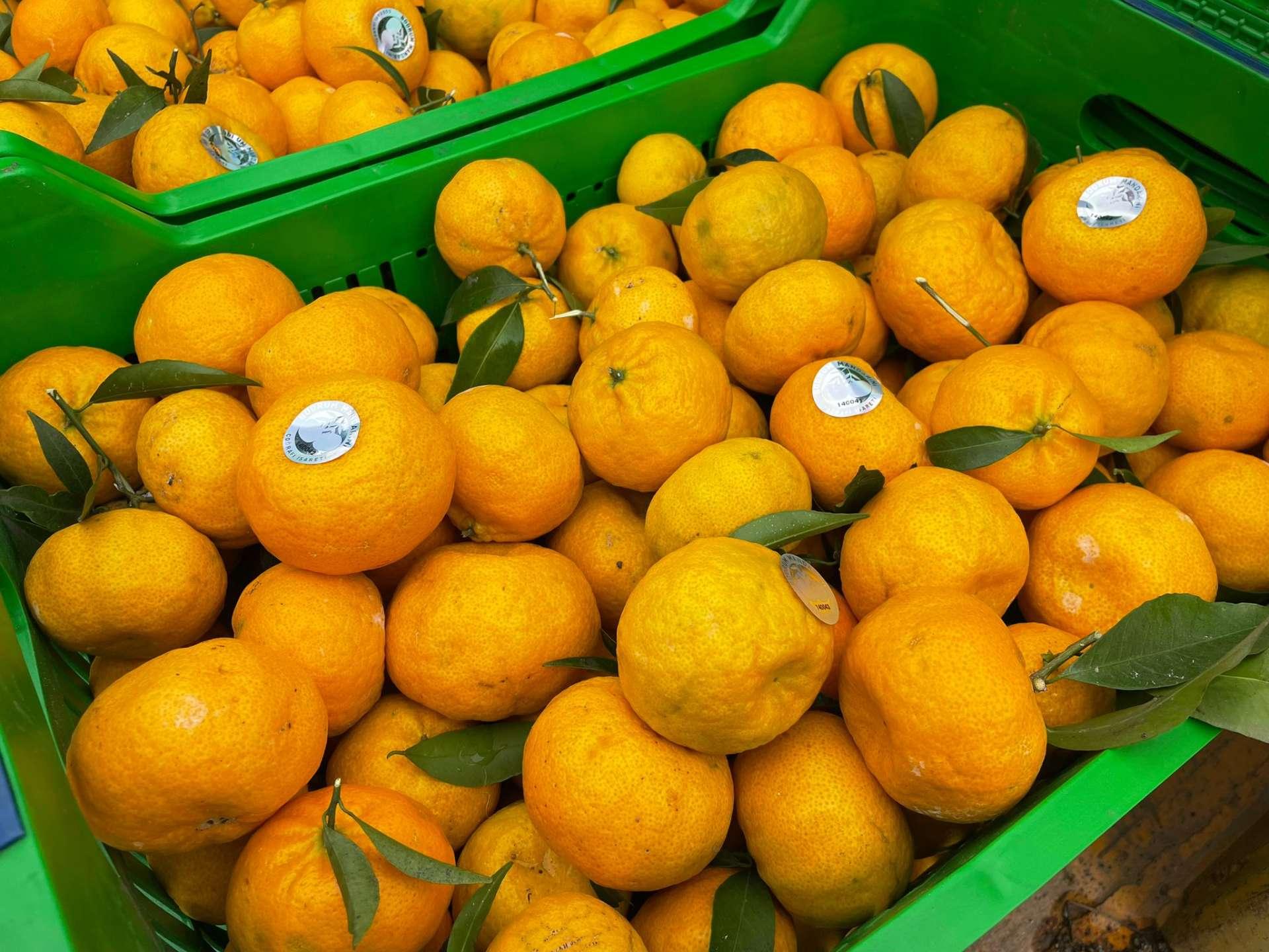 BODRUM MANDALİNİ ZİNCİR MARKETLERDE