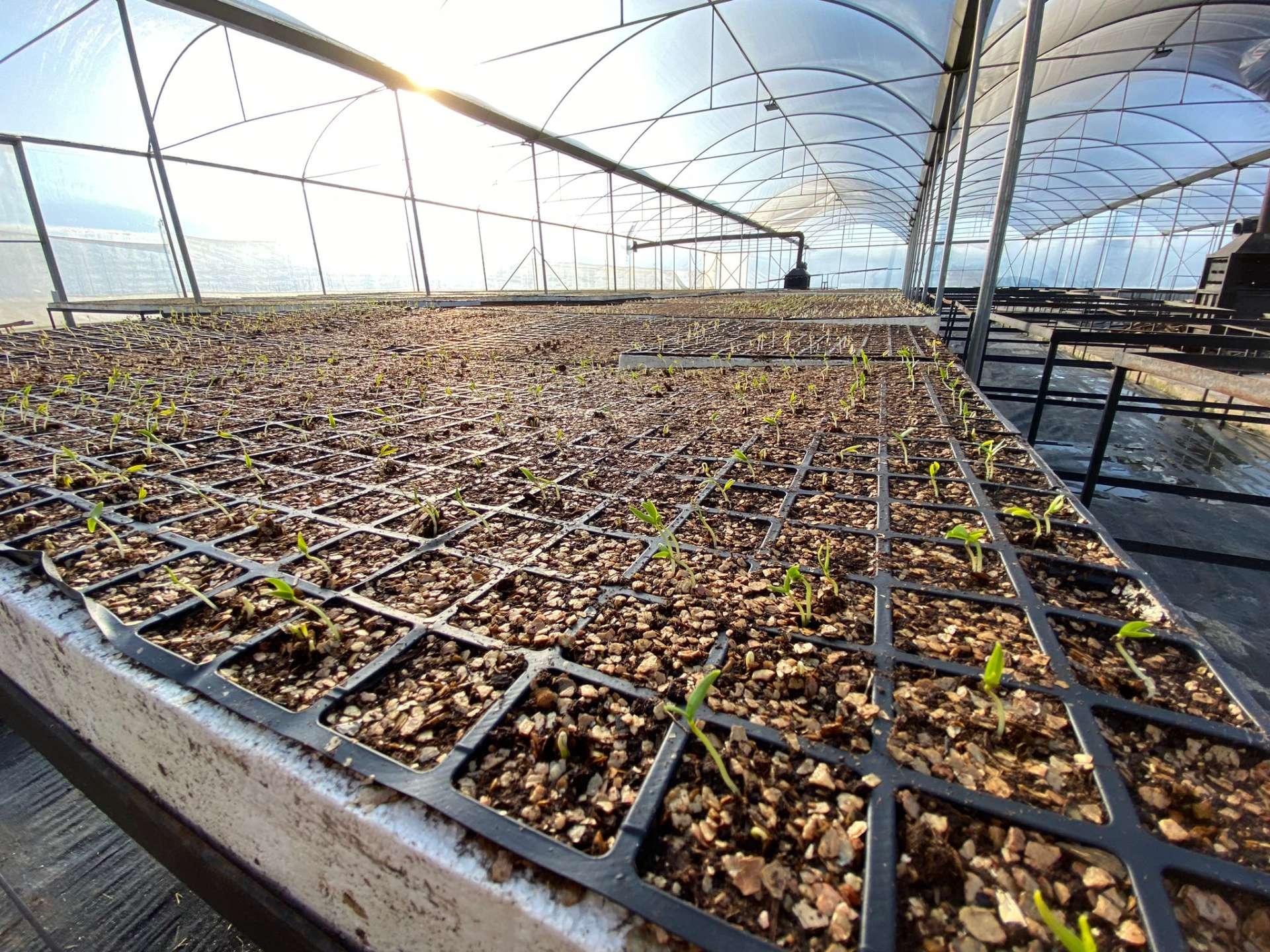 Belediyeden Atalık Tohum Ekimi