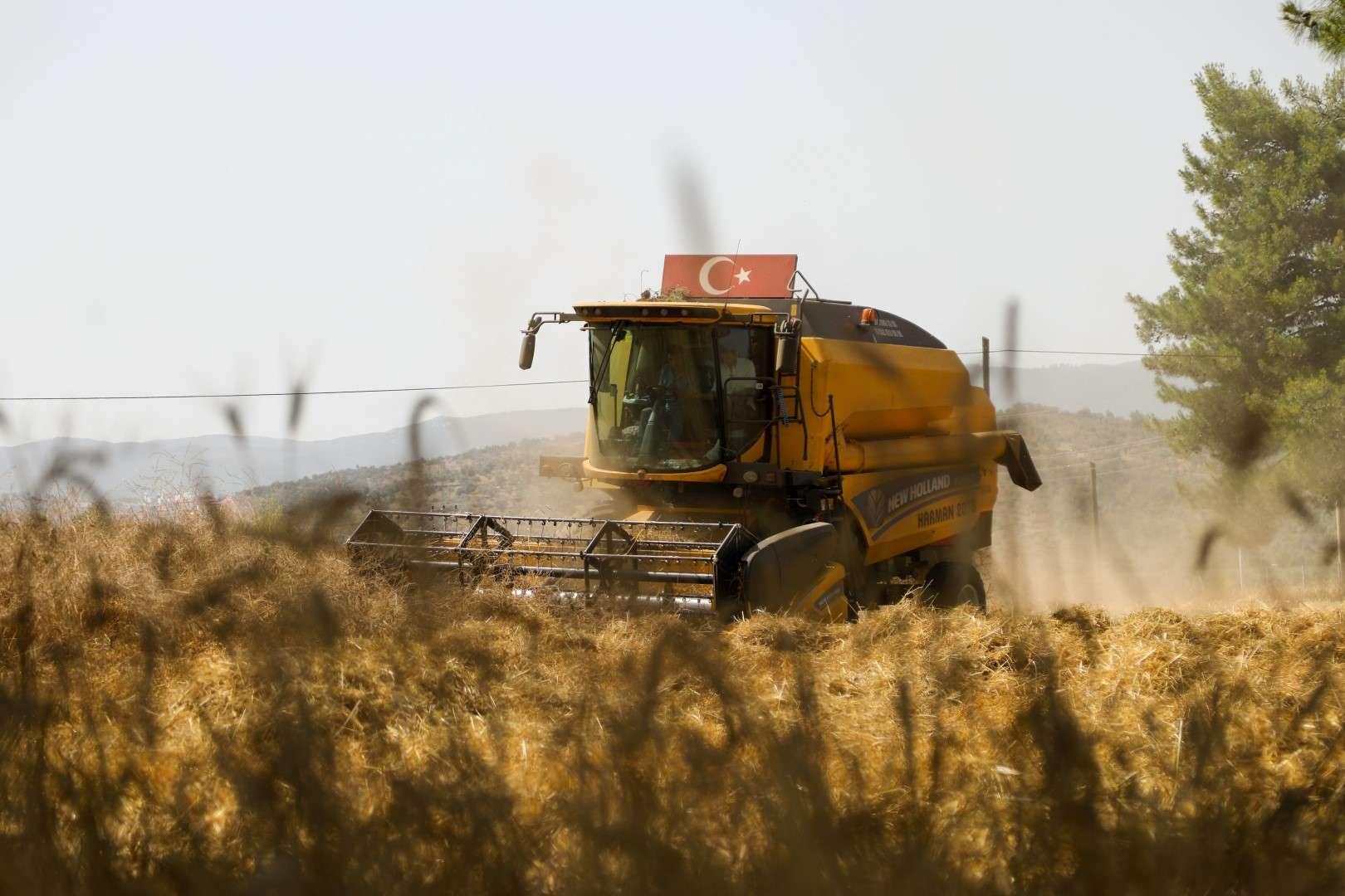 BELEDİYEDEN BUĞDAY HASADI