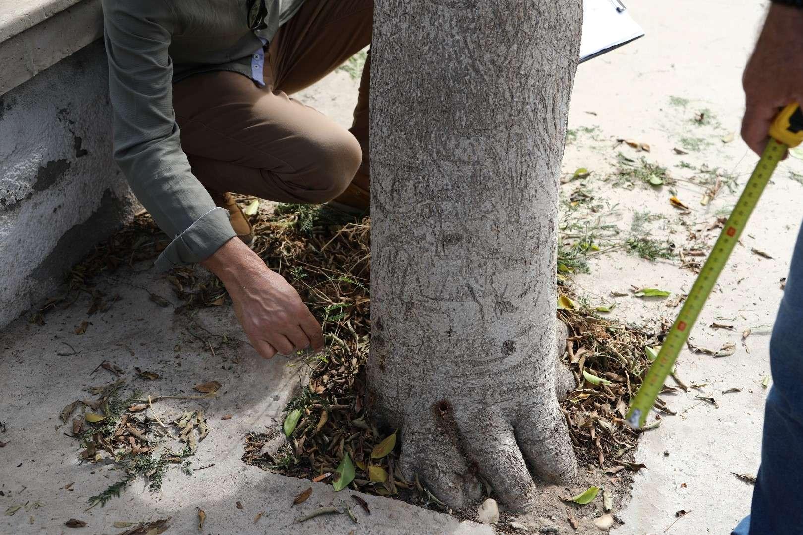 ZARAR VERİLEN AĞAÇLARDA İNCELEME