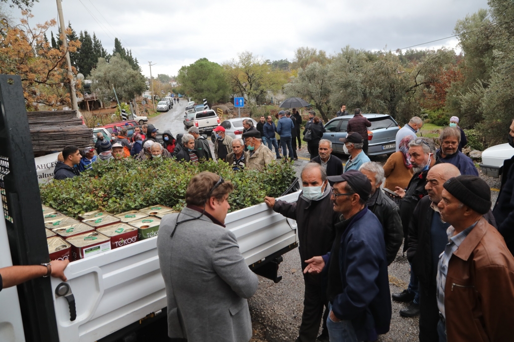 WE DISTRIBUTED 20 THOUSAND CAROB TREE SEEDLINGS TO PRODUCERS