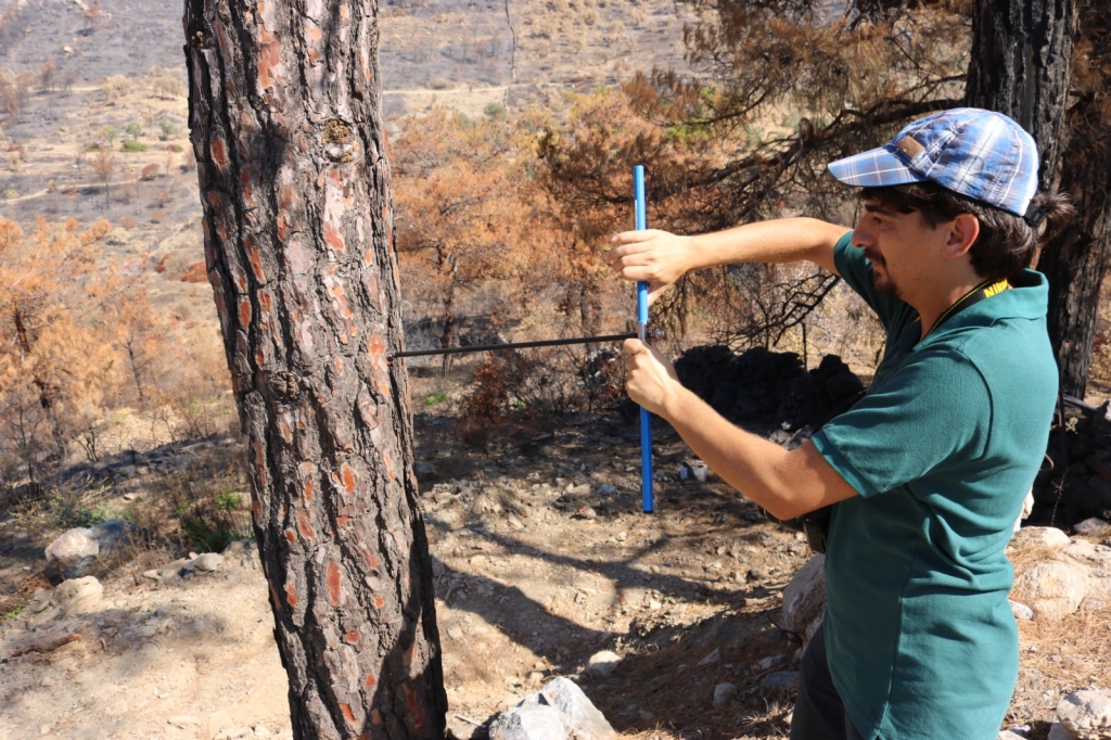 AN ACADEMIC STUDY FOR THE REHABILITATION OF TREES IN THE FİRE AREA CONDUCTED