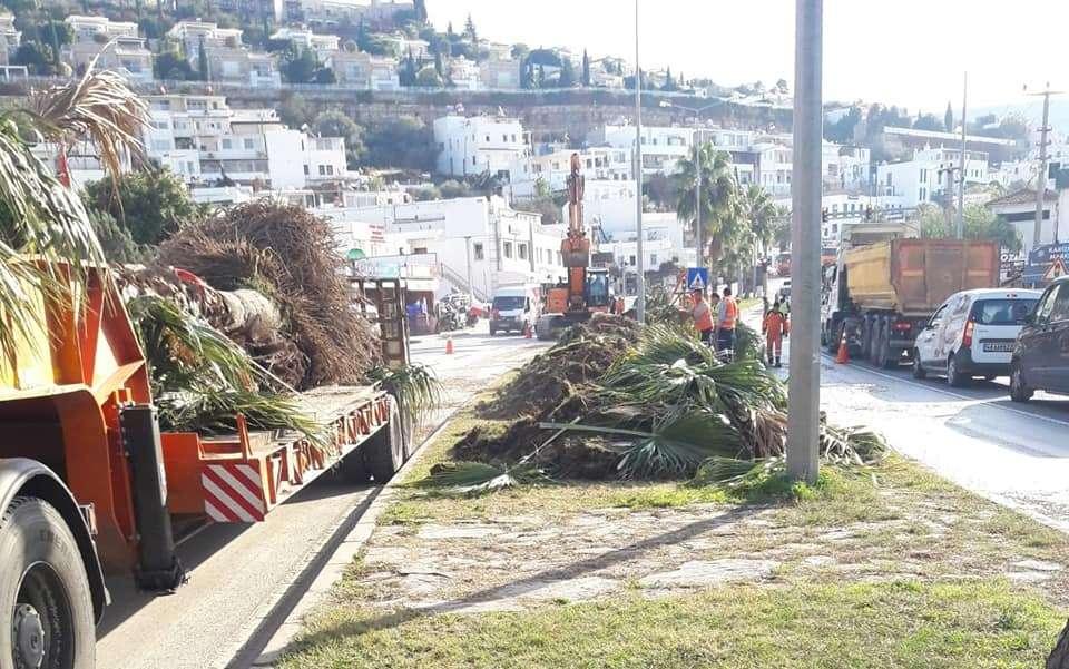 PALM TREES RE-PLANTED