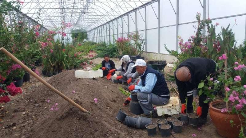 CLEANING, PRUNING AND DEBRIS REMOVAL WORKS IN TÜRKBÜKÜ, MUMCULAR, BİTEZ, GÖLKÖY & ORTAKENT NEIGHBORHOODS