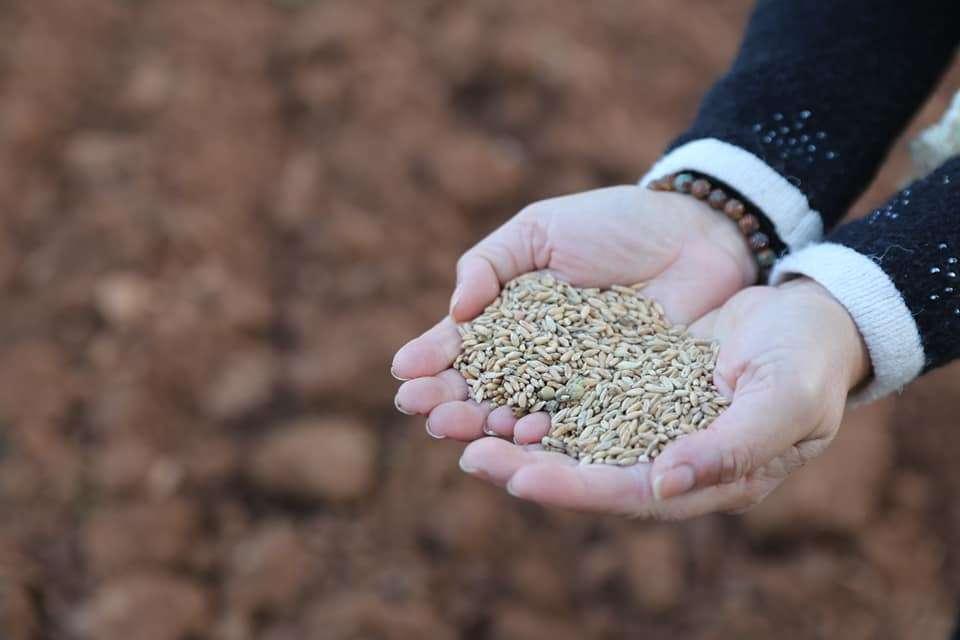 PANDEMIC AGRICULTURE EMERGENCY ACTION PLAN DEVELOPED