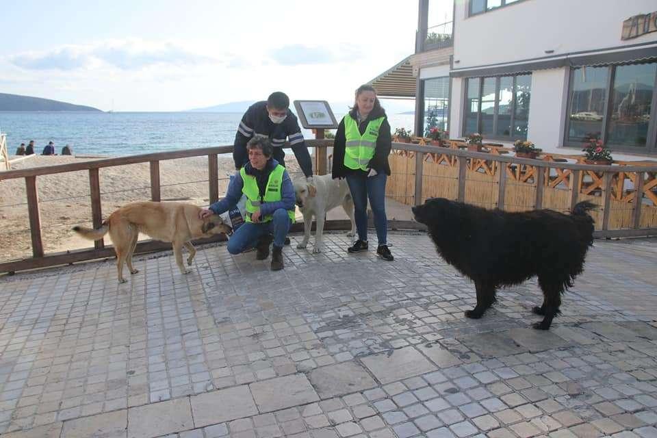 SUPPORTING STREET ANIMALS DURING THE PANDEMIC