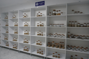 WE DISTRIBUTED ANCESTRAL SEEDS TO OUR CITIZENS