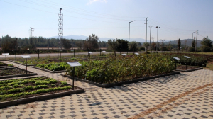 WE DISTRIBUTED ANCESTRAL SEEDS TO OUR CITIZENS