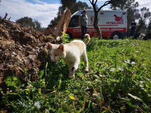 PETBULANCE IS IN SERVICE