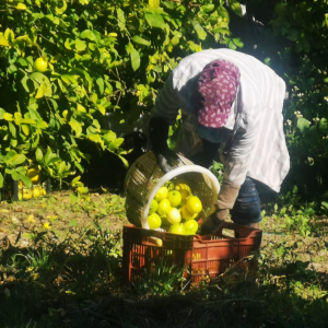 LEMON PRODUCERS SUPPORTED