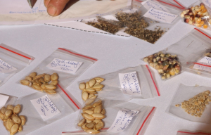 WE MET THE SEED PRODUCERS WITH THE BODRUM SEED EXCHANGE FESTIVAL