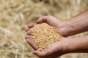 BRINGING KARAKILÇIK WHEAT SEEDS TO OUR FERTILE LANDS