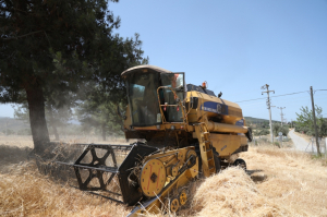 BRINGING KARAKILÇIK WHEAT SEEDS TO OUR FERTILE LANDS