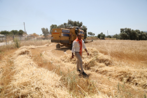 BRINGING KARAKILÇIK WHEAT SEEDS TO OUR FERTILE LANDS