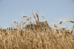 BRINGING KARAKILÇIK WHEAT SEEDS TO OUR FERTILE LANDS