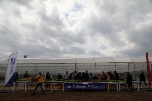 A MODERN SEEDLING PRODUCTION GREENHOUSE INSTALLED