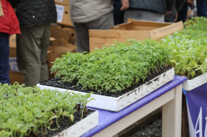 A MODERN SEEDLING PRODUCTION GREENHOUSE INSTALLED