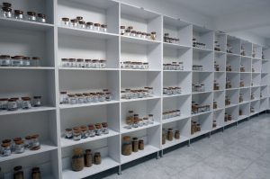 THE ANCESTRAL SEEDS RETURN PROJECT INITIATED