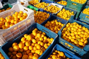 MANDARIN ORANGE HARVEST IN THE MUNICIPALITY'S ORCHARDS