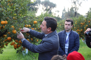MANDARIN ORANGE HARVEST IN THE MUNICIPALITY'S ORCHARDS