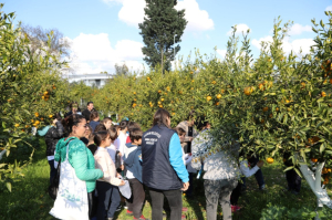 MANDARIN ORANGE HARVEST IN THE MUNICIPALITY'S ORCHARDS