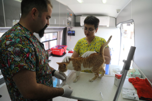THE USUAL CONTROL PROCEDURES FOR OUR STRAY ANIMALS CONDUCTING