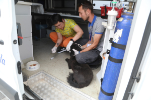 THE USUAL CONTROL PROCEDURES FOR OUR STRAY ANIMALS CONDUCTING
