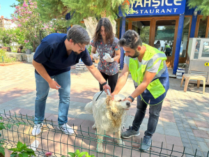 THE USUAL CONTROL PROCEDURES FOR OUR STRAY ANIMALS CONDUCTING