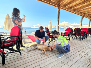 THE USUAL CONTROL PROCEDURES FOR OUR STRAY ANIMALS CONDUCTING