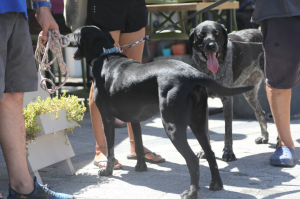 ROVING VETERINARY CLINIC CONDUCTS HEALTH CHECKS IN BITEZ