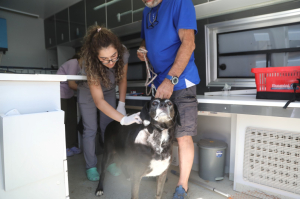 ROVING VETERINARY CLINIC CONDUCTS HEALTH CHECKS IN BITEZ