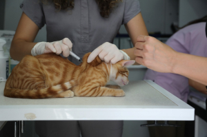 ROVING VETERINARY CLINIC CONDUCTS HEALTH CHECKS IN BITEZ